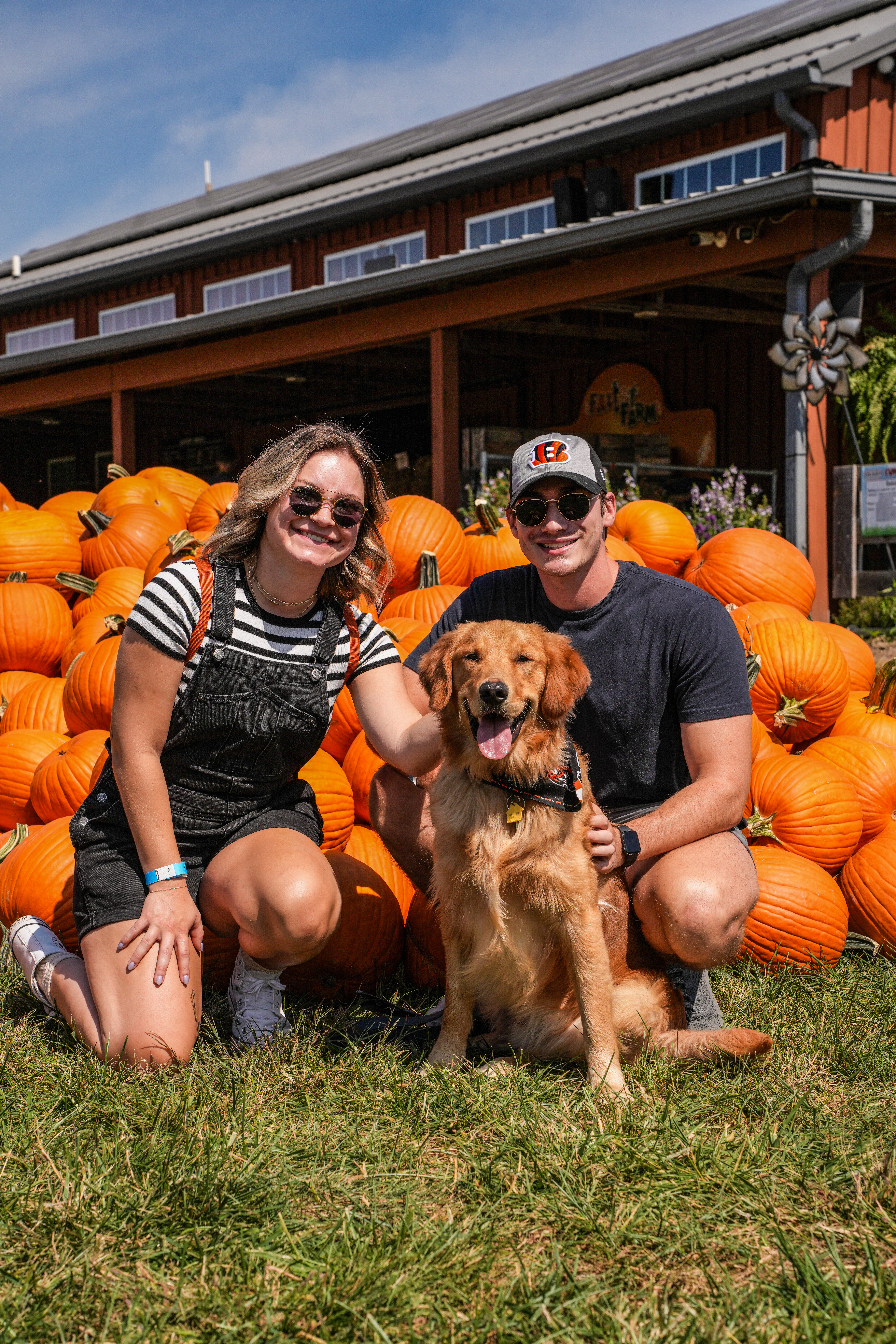 dog and young adults pumpkins dog and young adults pumpkins