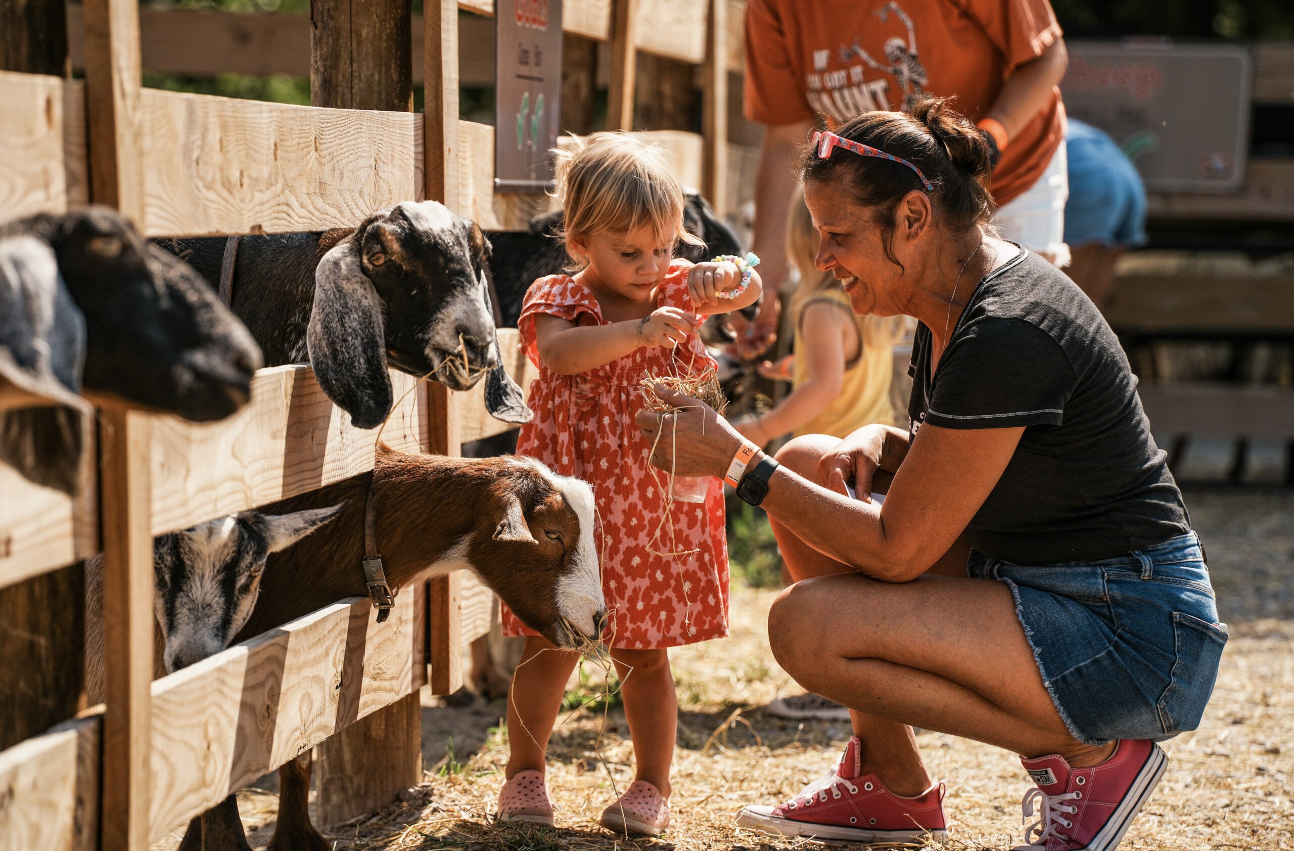 petting farm petting farm