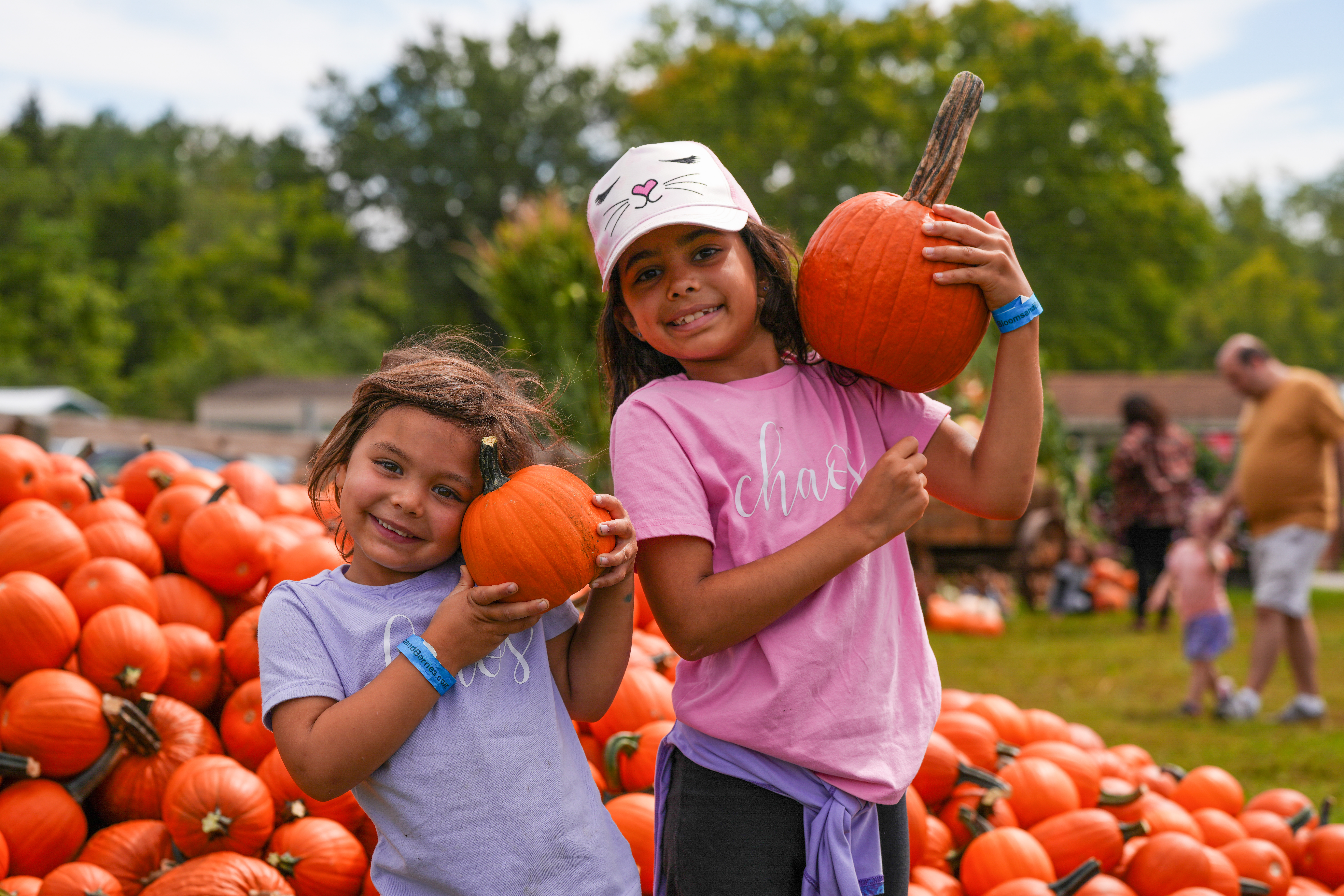 pumpkins (1) pumpkins (1)