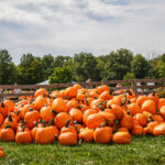 pumpkins (3)